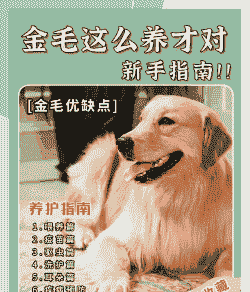 巨型金毛犬怎么养殖