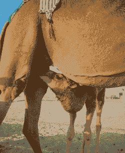 南方骆驼怎么养殖