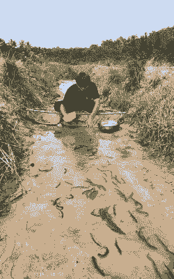 养殖泥鳅怎么抓