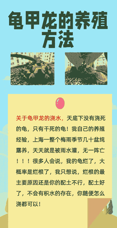 乌龟恐龙怎么养殖