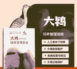 怎么人工养殖大鸨