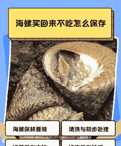 海螺怎么养殖