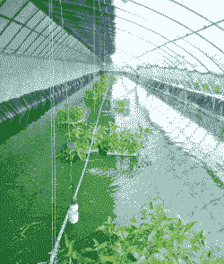 养殖泥鳅怎么种菜