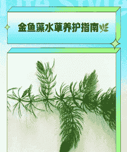 藻类盆栽怎么养殖