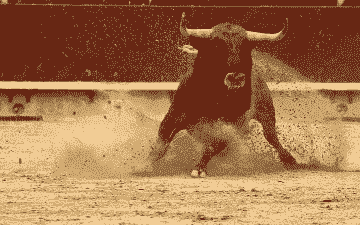 西班牙公牛怎么养殖