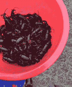 水牛昆虫怎么养殖