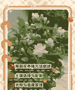菊花茉莉怎么养殖