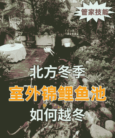 冬天鱼塘怎么养殖