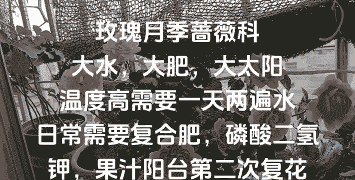 蔷薇玫瑰怎么养殖