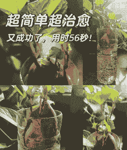 红薯青菜怎么养殖