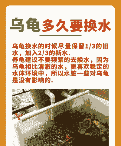 乌龟水中怎么养殖