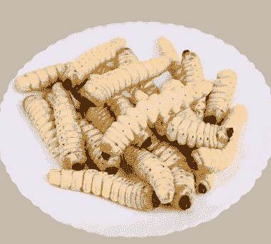 柞木虫怎么养殖