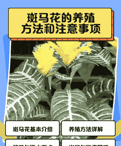 斑马花怎么养殖