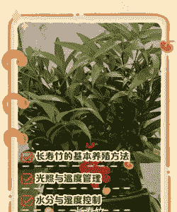 长寿竹怎么养殖