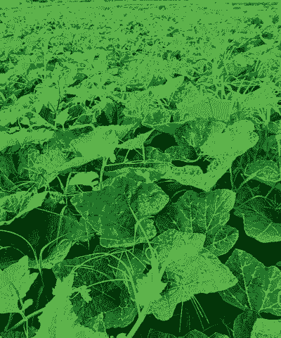 满地爬怎么养殖