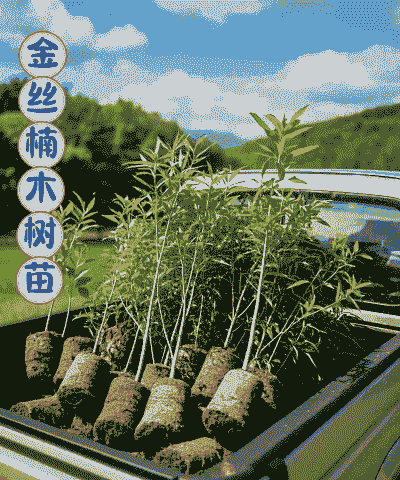 楠木植物怎么养殖