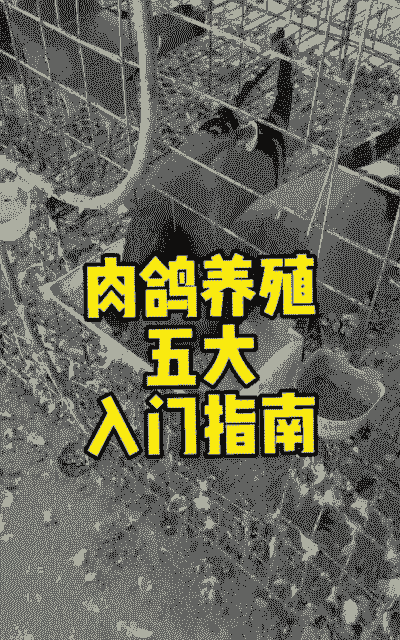 病后鸽子怎么养殖