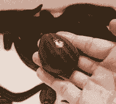 蚂蟥怎么养殖怎么买疫苗