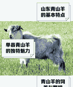 山东羊种有哪些