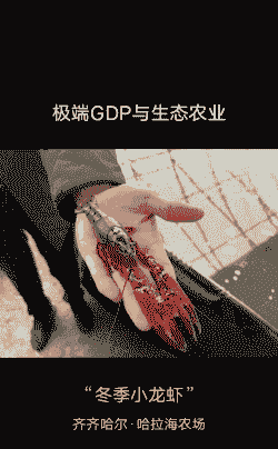 冬季晚上怎么养殖龙虾