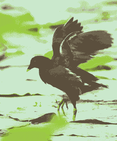 黑水鸡属于国家几级保护动物 黑水鸡属于国家几级保护动物