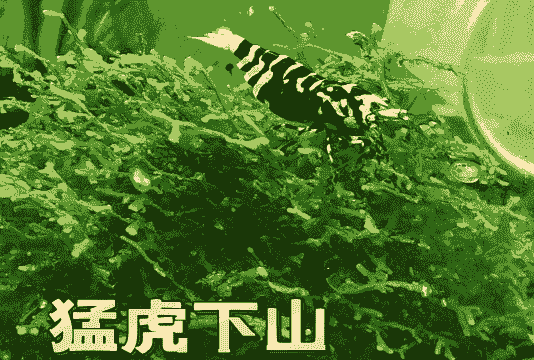 观赏虾冬天怎么养殖