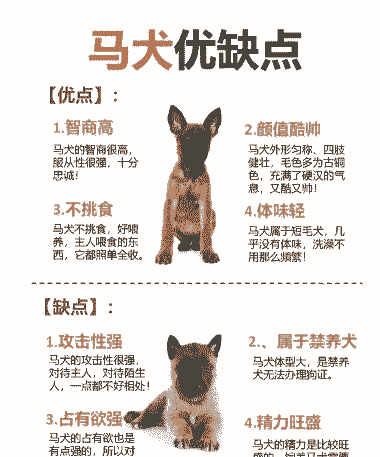 马犬怎么养殖