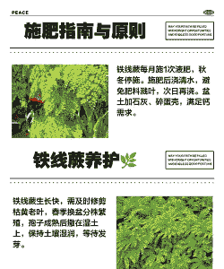 铁钱蕨怎么养殖