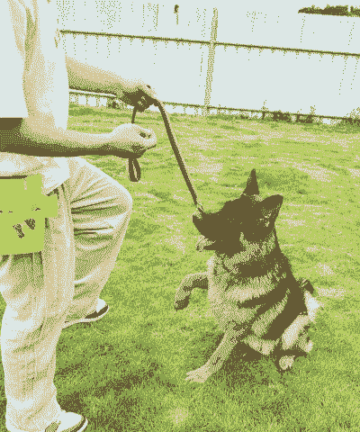 小黑背狗怎么养殖