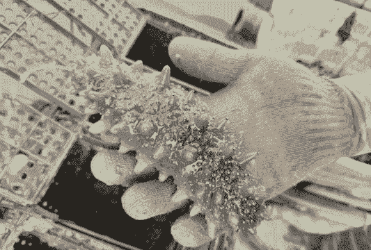 小区怎么养殖海参卖