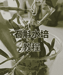 水石斛怎么养殖方法