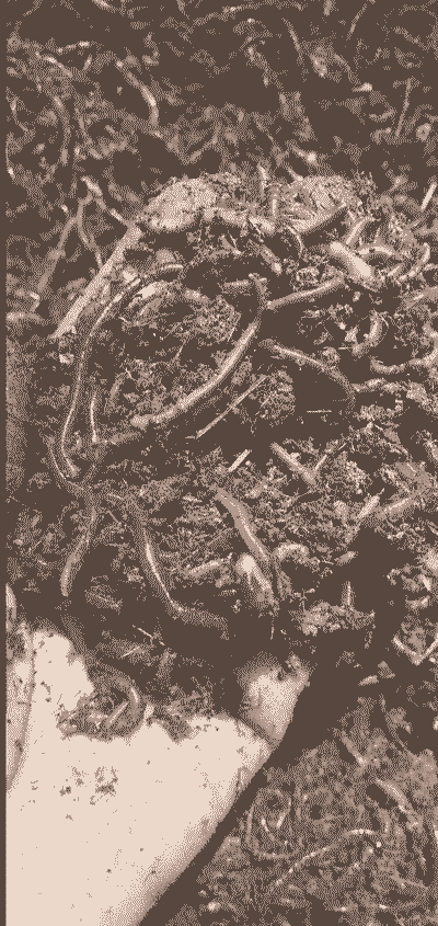 蚯蚓养殖卖给谁怎么卖