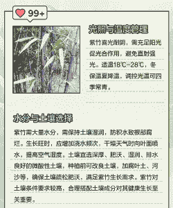 紫竹怎么养殖方法