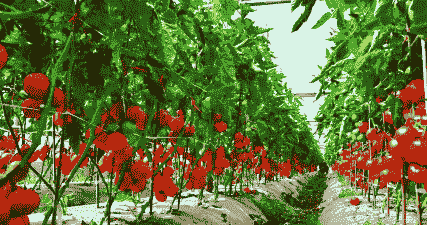 大棚冬天怎么养殖西红柿