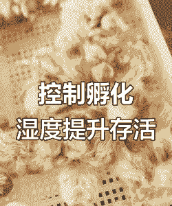 鸽子养殖怎么加湿度