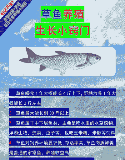 草鱼怎么养殖技术