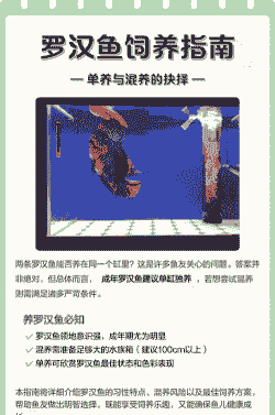 罗汉鱼秋季怎么养殖