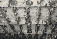 金丝燕怎么养殖