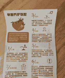 半成品草莓怎么养殖