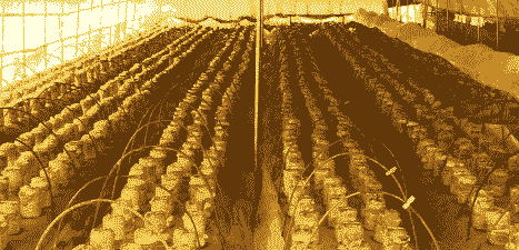 桑黄怎么养殖技术