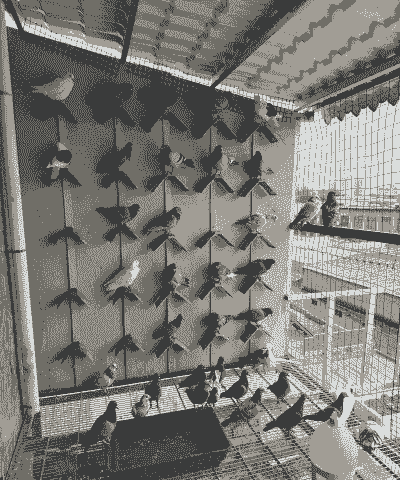 收购的鸽子怎么养殖