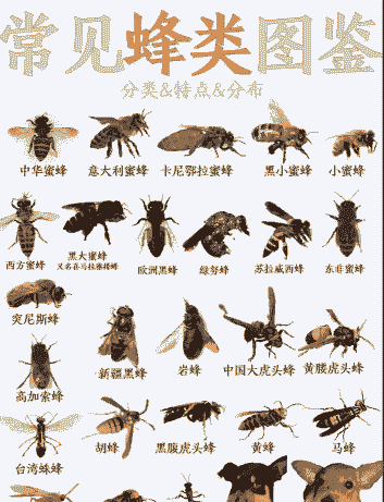 自己怎么养殖蜜蜂种类