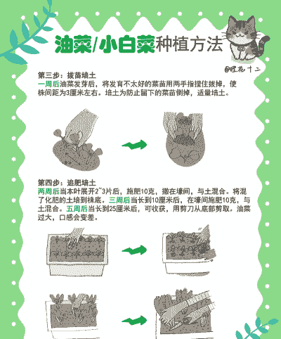 夏天青菜怎么养殖