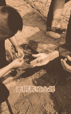 没有农民怎么养殖金蝉