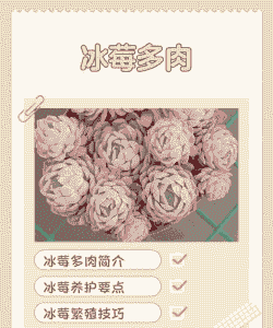 冰莓怎么养养殖