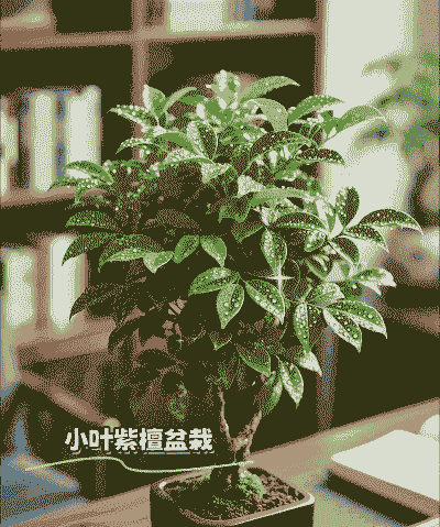 怎么在家里养殖植物