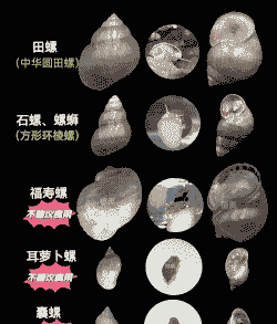 耳萝卜螺怎么养殖