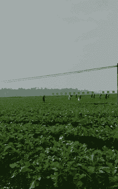 冬天油菜怎么养殖好