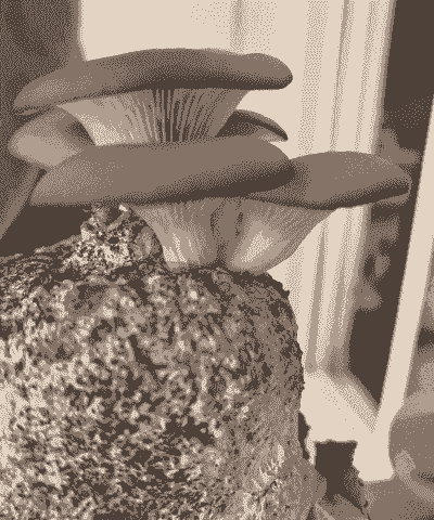 怎么养殖平头菇盆栽