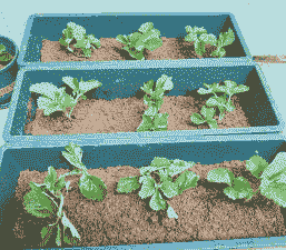 草莓苗怎么过冬养殖